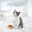 Blue Buffalo Tastefuls Chicken Pate Entree for Kittens Wet Cat Food on Sale