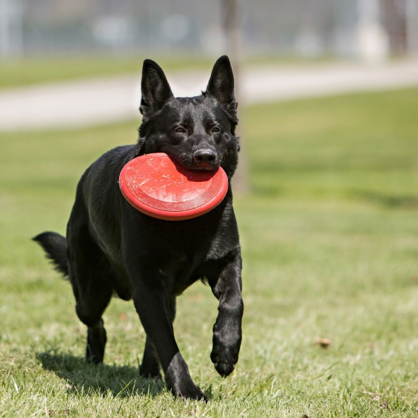 KONG Flyer Dog Toy For Cheap