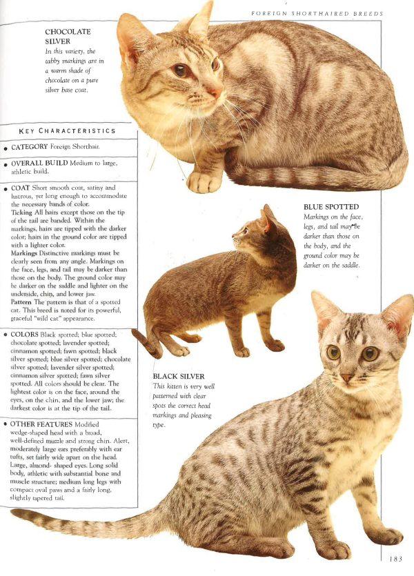 Cats: The Illustrated Guide To Breeds Online Sale