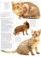 Cats: The Illustrated Guide To Breeds Online Sale