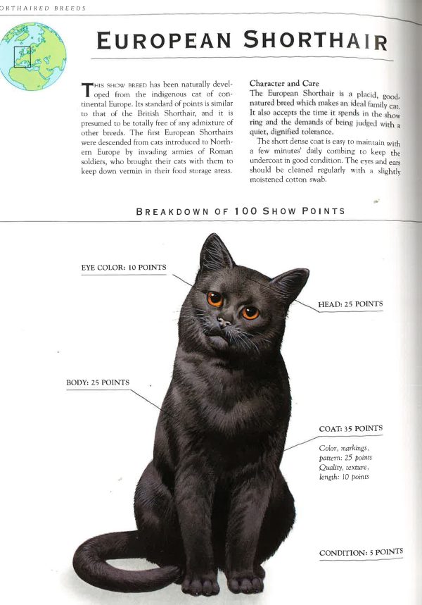 Cats: The Illustrated Guide To Breeds Online Sale