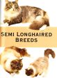 Cats: The Illustrated Guide To Breeds Online Sale