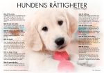 Hundens rättigheter - poster Online now